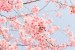 cherry-blossom-tree-1225186_640