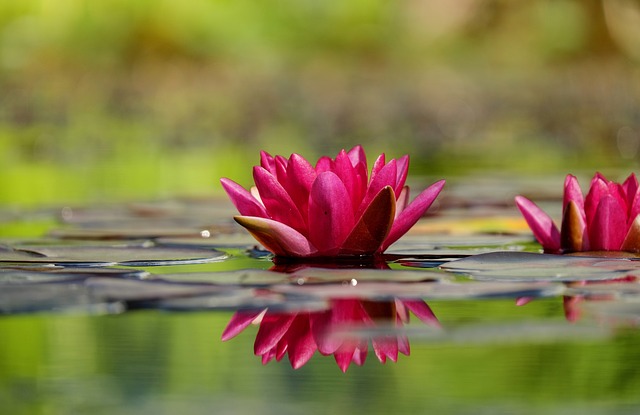 water-lilies-1442497_640