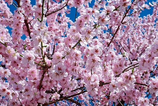 japanese-cherry-blossom-2168858_640