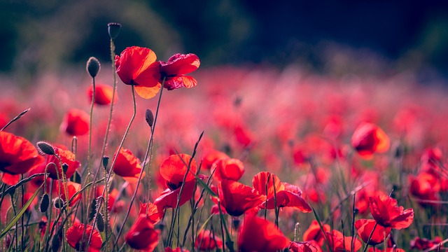 poppies-3374193_640